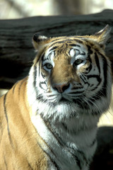 Tigre