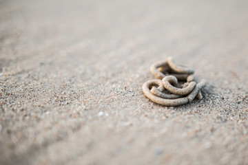 lugworm cast in sand