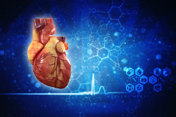 3d illustration  Anatomy of Human Heart 