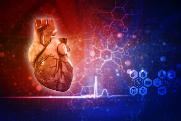 3d illustration  Anatomy of Human Heart 