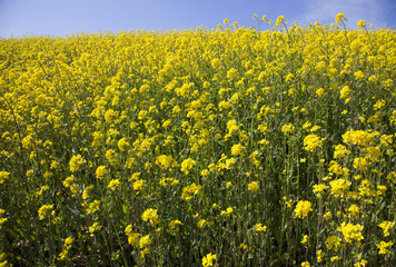 closeup of yellow rapeseed flowers and blue sky