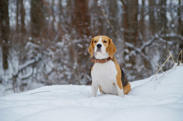 beautiful dog portrait Beagle