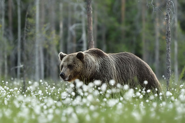 Big male brown bear walking in bog late at summer evening