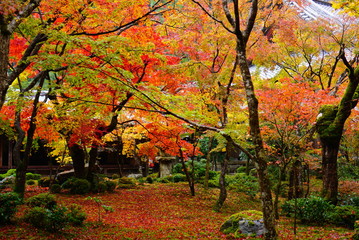 京都圓光寺の紅葉