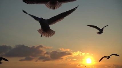 Seagulls fly over the sea. Slow motion. 240 fps.