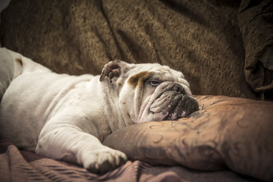 English bulldog dog sleeping on the sofa with its wrinkles characteristics