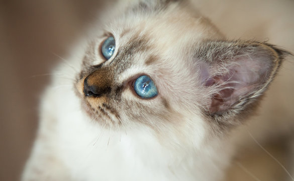 Portrait of white long hair birman cat with blue eyes.