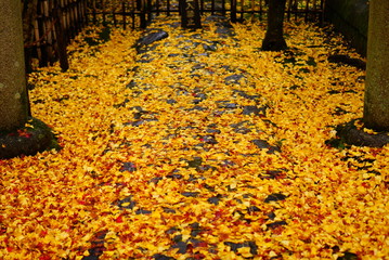 京都蓮華寺の散紅葉