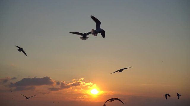 Seagulls fly over the sea. Slow motion. 240 fps.