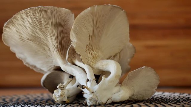 Oyster mushroom , 4k close up shot, Slider equipment used.rl pan, right slider dolly shot