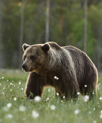 Plakat Big male brown bear. Brown bear (ursus arctos).