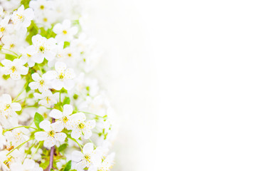 Spring background with white blossoming flowers and copy space for text. Beautiful Nature Springtime with blooming tree and sun flare..