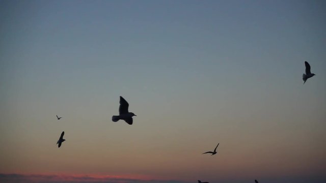 	Seagulls fly over the sea. Slow motion. 240 fps.