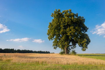 Obraz premium Lonely tree on the field in summer day