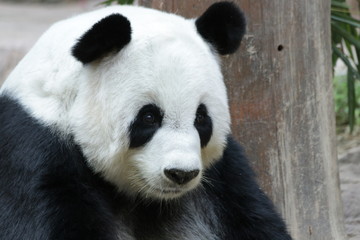 Giant Panda in Thailand