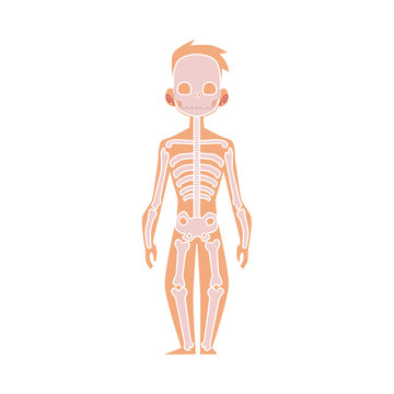 Vector flat structure of the human body, anatomy - male bones, human skeleton. Anatomical skeletal system, education, science design object. Isolated illustration, white background.