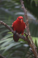 Edelpapagei (Eclectus roratus) Weibchen