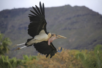 Marabu (Leptoptilos crumeniferus)  im Flug