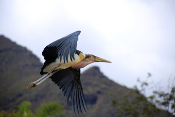 Marabu (Leptoptilos crumeniferus) im Flug