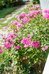 Obraz premium Pink flowers near the white fence