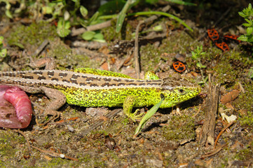 A male sand lizard in a viennese garden