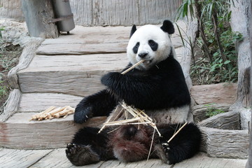 Obraz premium Male Giant Panda in Thailand