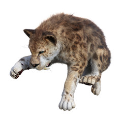 3D Rendering Sabertooth Tiger on White