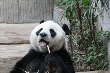 Male Giant Panda in Thailand