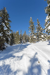 Wintery wonderland with sunshine and forrest