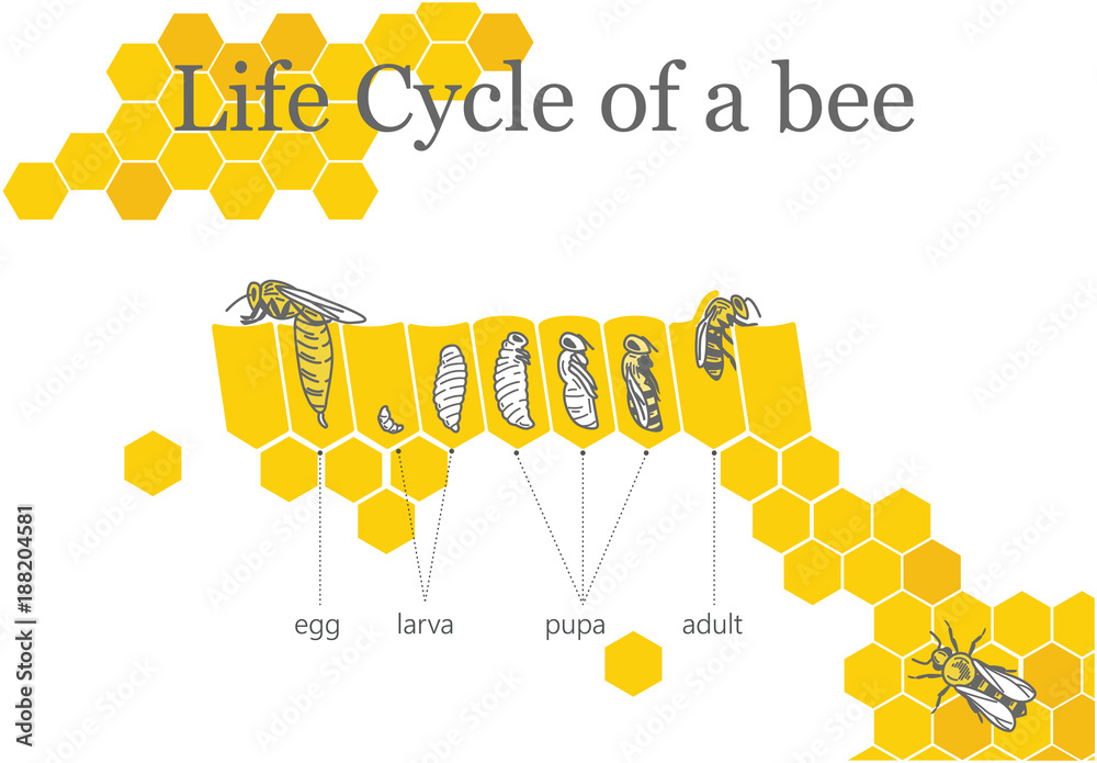 Wall mural life cycle of a bee