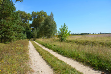 Fototapeta na wymiar Countryside Road with pine trees and field.