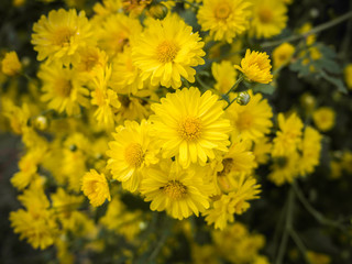 the yellow flowers