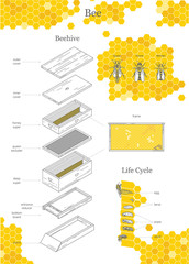Beehive illustration, bee. Big infographic print