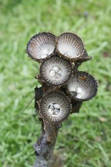 Fluted bird's nest fungus, Cyathus striatus, stange mushroom from Finland