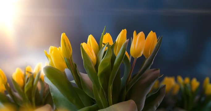 Gelbe Tulpen bl&uuml;hen auf im Zeitraffer