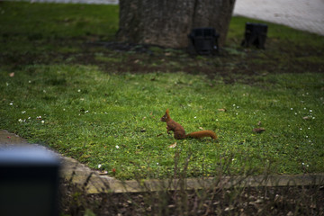 Eichhörnchen im Park