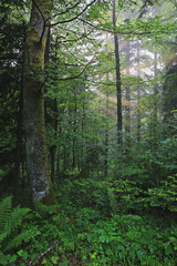 Beautiful green forest