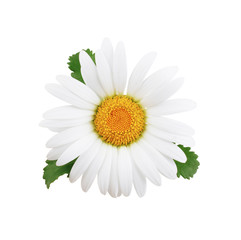 One daisy flower with leaves isolated on white background as package design element.