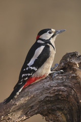 Picchio rosso maggiore