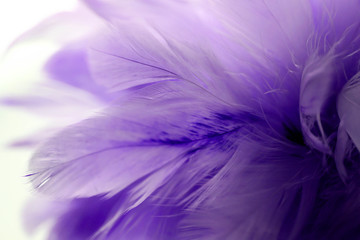 Obraz premium Closeup purple feather ,Multicolored feathers ,background texture, abstract