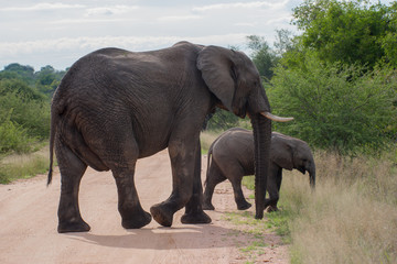Fototapeta na wymiar Elephant in the Kruger National Park, Mpumamalanga, South Africa