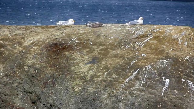 Seagulls, Glaucous gulls took sitting position while resisting very strong wind. Arctic hurricanes, wind piteraq
