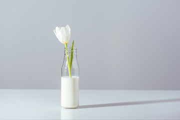 close-up view of beautiful white tulip flower in bottle with milk on grey