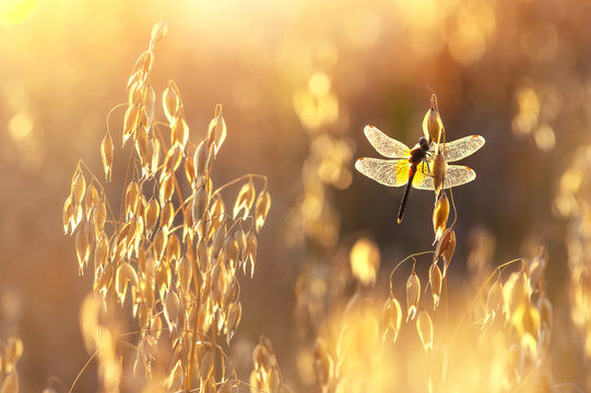 Colorful summer scene with dragonfly on oats at sunset