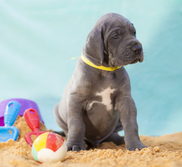 Vacationing puppy