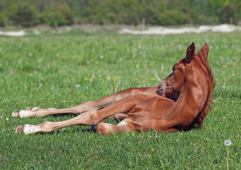 The chestnut foal has a rest on a green lawn 