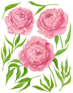 Collection of pink watercolor peonies and leaves