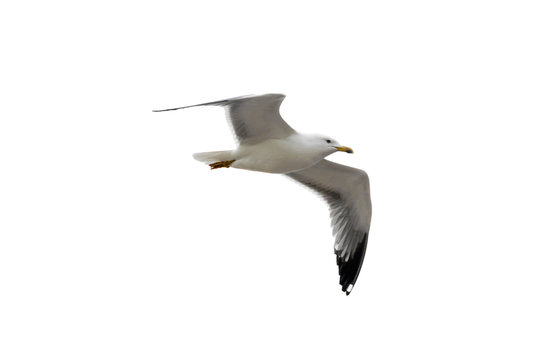 Isolated gull (Laridae) over a white background.