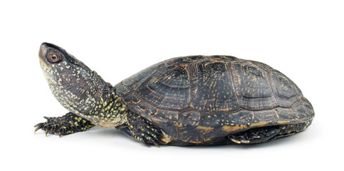 Turtle isolated over white background