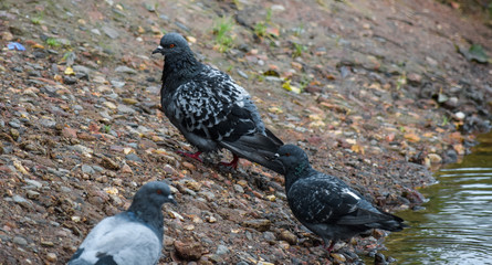 Doves by the water